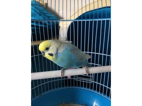 Rainbow erkek muhabbet kuşu