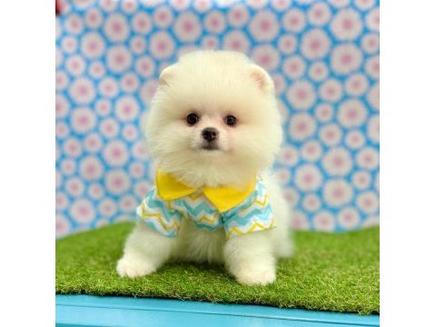 Safkan pomeranian boo bebekler