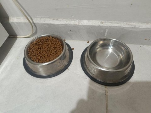 Tamamen ücretsiz british shorthair