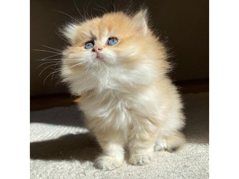 British longhair ny11 ny12 bebekler yeni ailelerini bekliyor