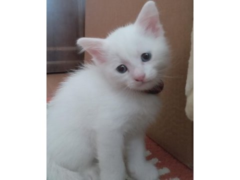 Safkan ankara kedisi 1,5 aylık