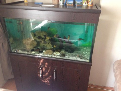 Özel yapım 350 litre dolaplı akvaryum 110x50x60