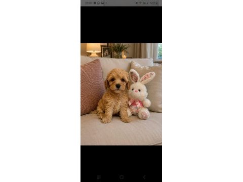 Maltipoo minik köpekler