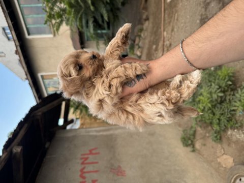 Irk ve sağlık garantili erkek maltipoo