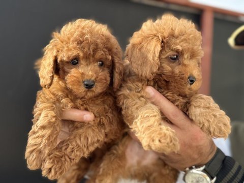 Show kalite kore redbrown toy poodle yavrumuz