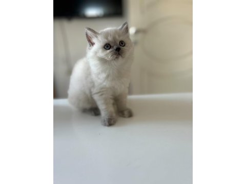 Safkan blue point british bebişlerimiz