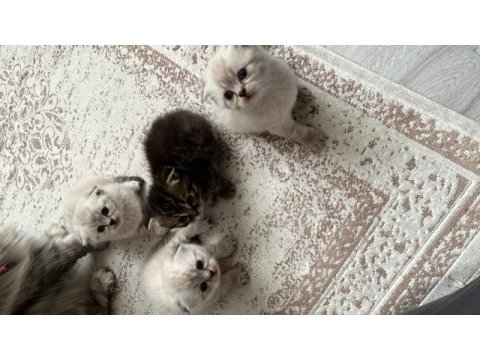 Scottish fold bluepoint ile iran kedisi yavrusu
