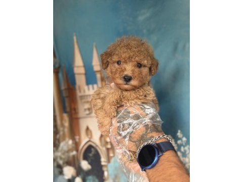 Apricot maltipoo yavruları özel renk ve sevimli görünüm