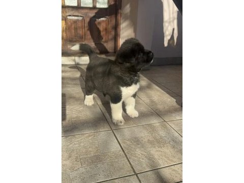 Safkan american akita yavruları