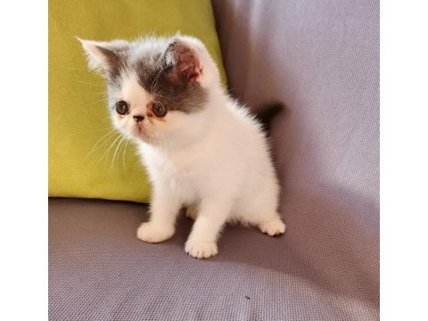Kusursuz exotic shorthair bebekler