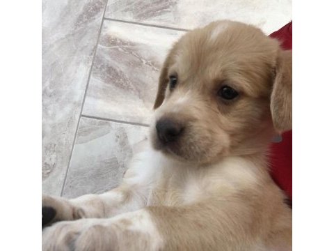 Bebek köpekler tamamen ücretsiz sapilendirilecektir