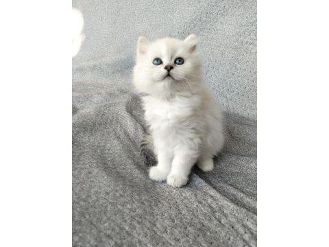 Boncuk gözlü british longhair bebekler serisi