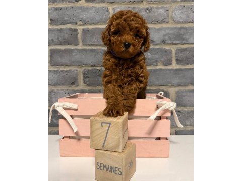 Wc eğitimli ev ortamına uygun poodle bebekler