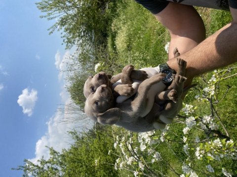 Weimaraner yavrular