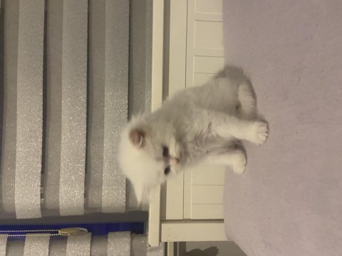Blue point british longhair