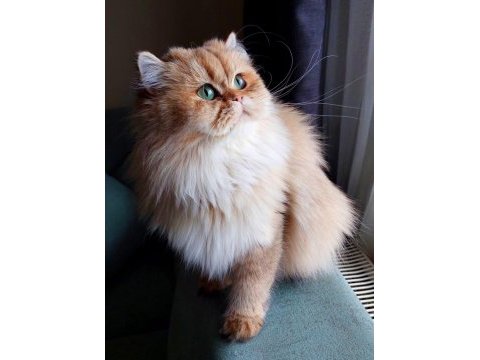 British golden dişi