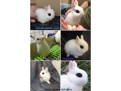 Renkli hollanda lop ve cüce cins tavşan yavrusu