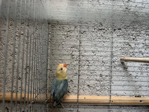 Üst düzey mutasyon kuşlar