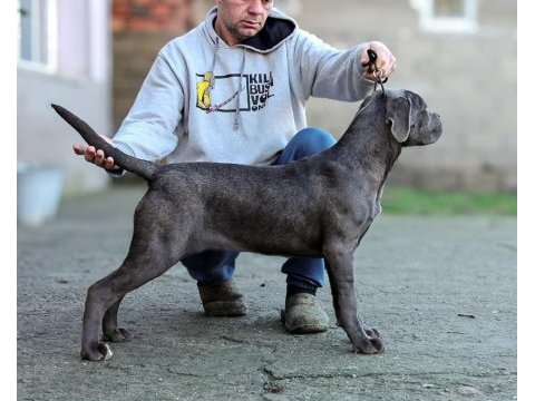 Şecereli full aşılı cane corso yavrular