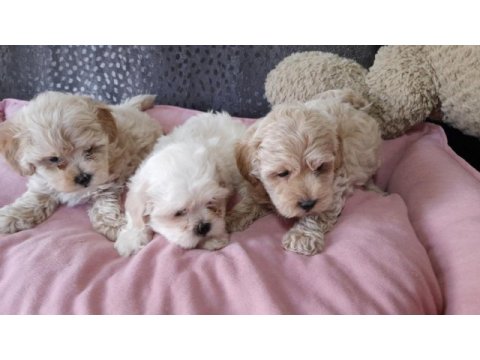 Kore kan maltipoo bebekler