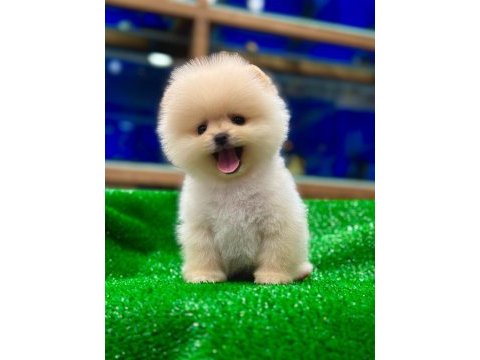 Türkiye’nin en güzeli ayıcık pomeranian boo