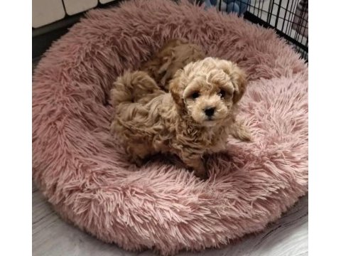 Full garantili gerçek teacup maltipoo