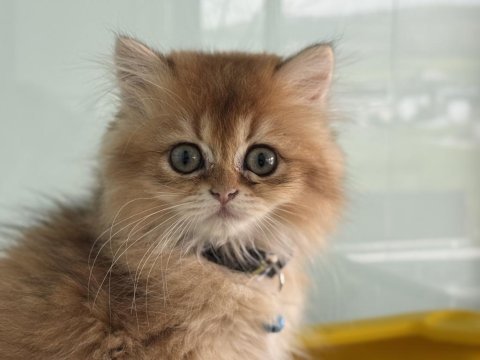 Ankarada ziyarete açık golden british shorthar yavrular