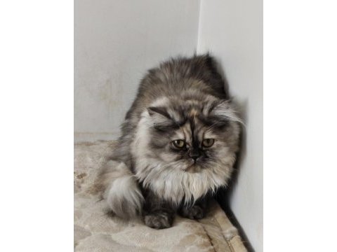 Chinchilla kediler