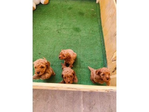Toy poodle bebişler
