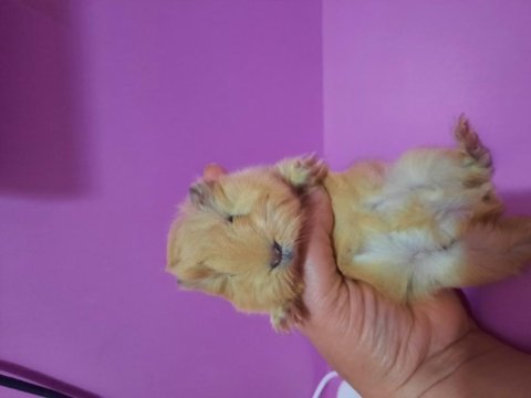 Peruvan guinea pig yavrularımız