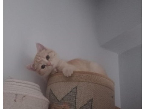 Anne british shorthair 8 aylık erkek full eğitimli