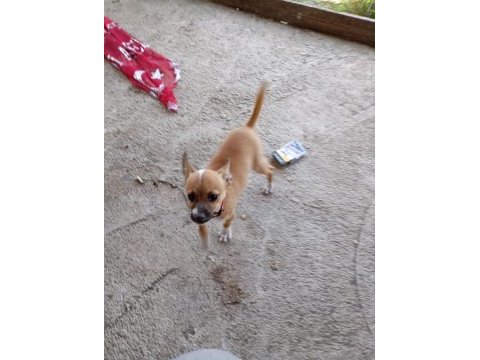 4 aylık chaky şivava yavrum