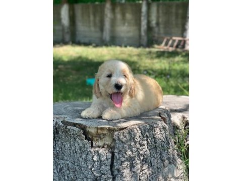 Labradoodle dişi / erkek 2 aylık