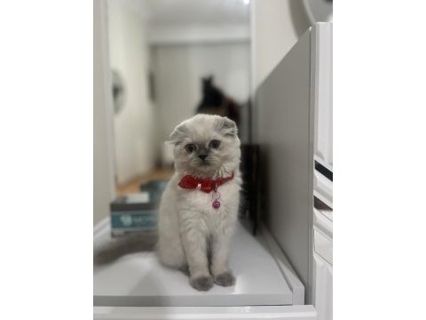 Miniş güzel kız scottish fold