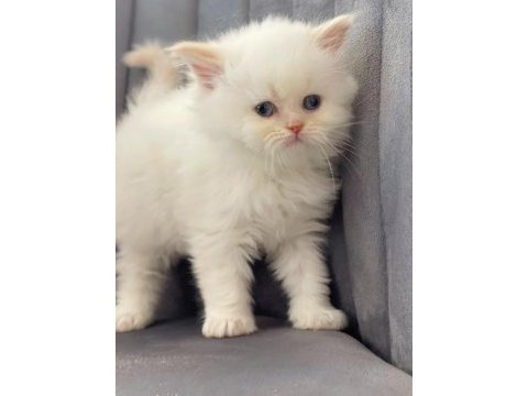 2 aylık british longhair dişi