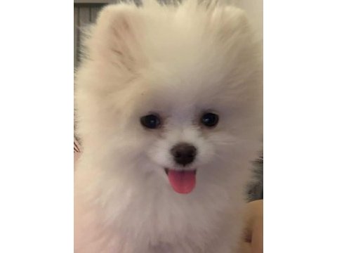 Pomeranian yavru dişi
