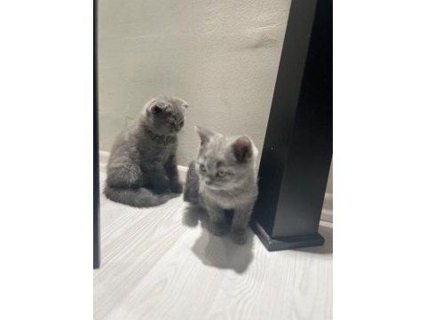 Sağlıklı british shorthair kediler