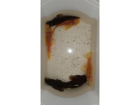 Erkek cüce vatoz