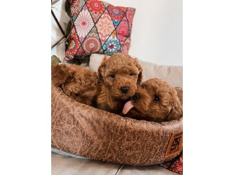 Kıvır kıvır orjinal poodle minişlerim