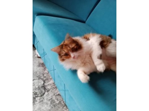 Kedimiz balımı sahiplendirmek istiyoruz