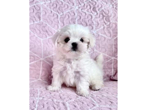 Micro boys bichon frise bebeklerim