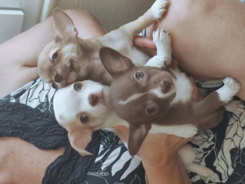 Sevimli chihuahua kardeşler