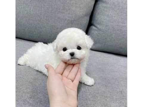 Emsalsiz tea cup morkie bebekler