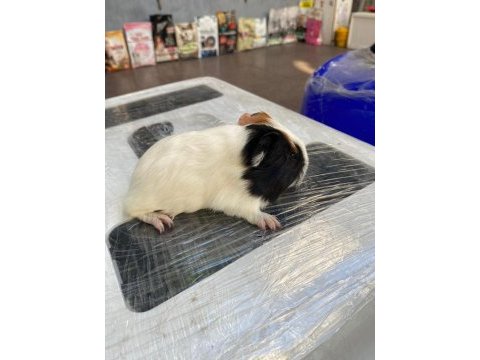 Guinea pig ler