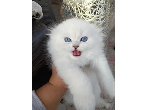 Sıfır kulak top kafa scottish fold bebekler