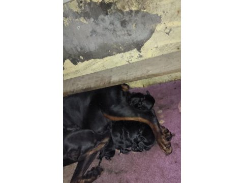Anne baba fci kif a şecere doberman yavruları