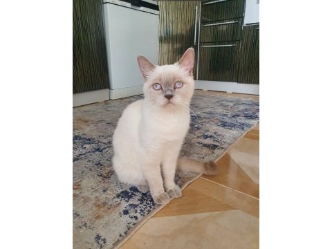British shorthair kızımıza yeni yuva