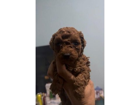 Orjinal maltipoo yavrular