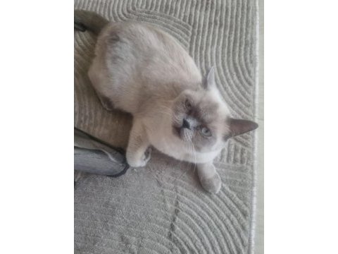 British shorthair kedimiz