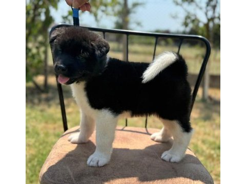 Kıf şecereli amerikan akita yavrular